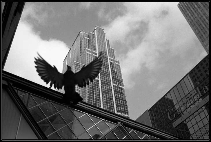 mplsCityPigeon